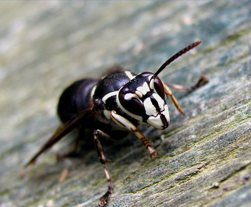 Bald-faced Hornet (Dolichovespula maculata) - Wiki; DISPLAY FULL IMAGE.