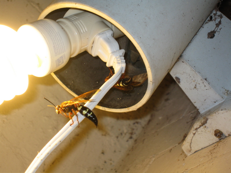 Cicada Killer Wasp (Sphecius speciosus) perched; DISPLAY FULL IMAGE.