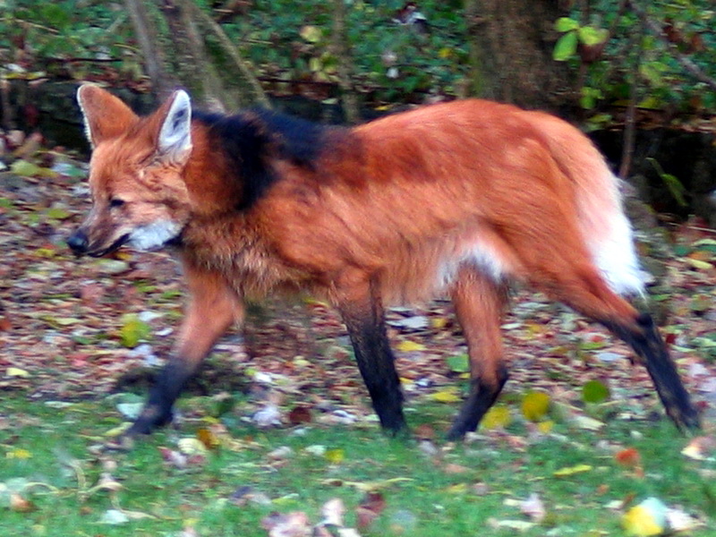 Maned Wolf (Chrysocyon brachyurus) - Wiki; DISPLAY FULL IMAGE.