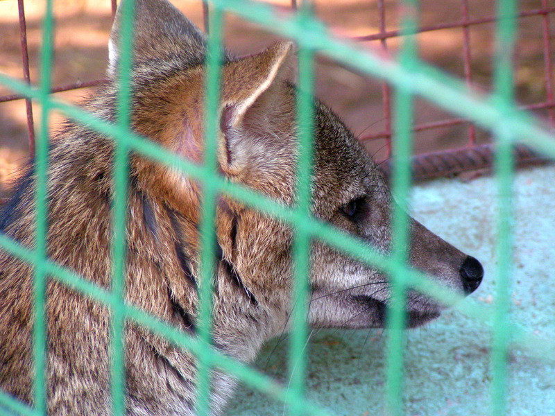 Grey Zorro (Pseudalopex griseus) - Wiki; DISPLAY FULL IMAGE.