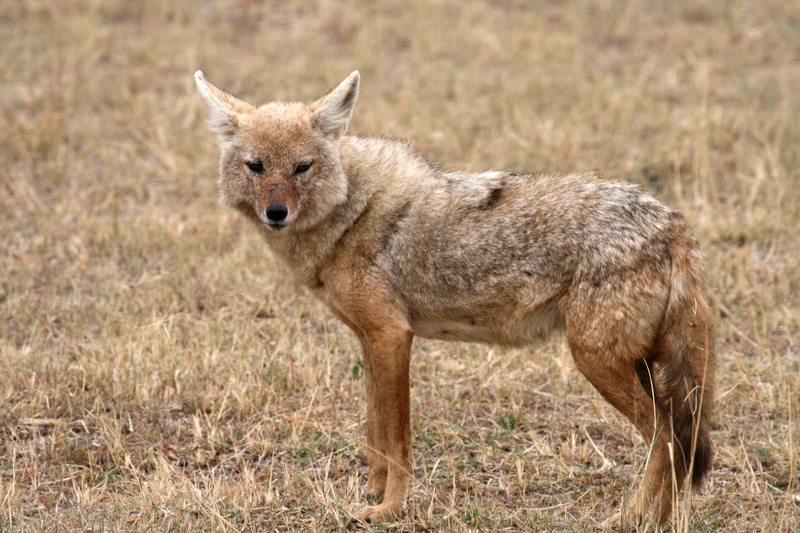 Golden Jackal (Canis aureus) - Wiki; DISPLAY FULL IMAGE.