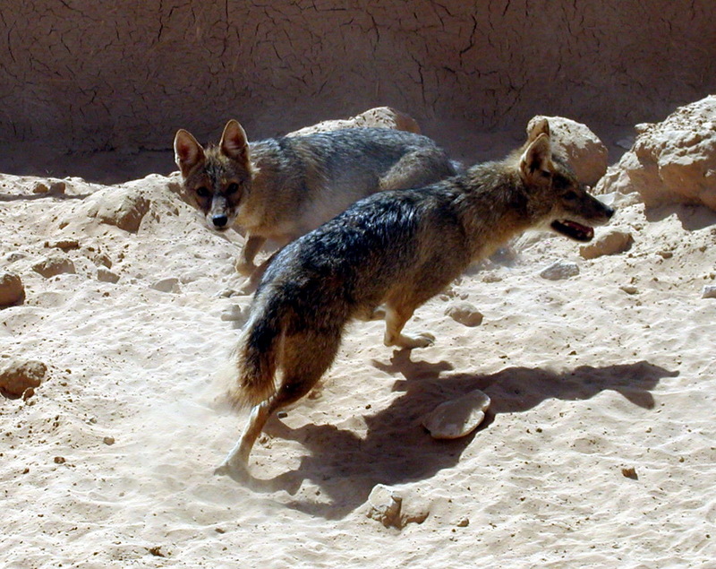 Golden Jackal (Canis aureus) pair; DISPLAY FULL IMAGE.