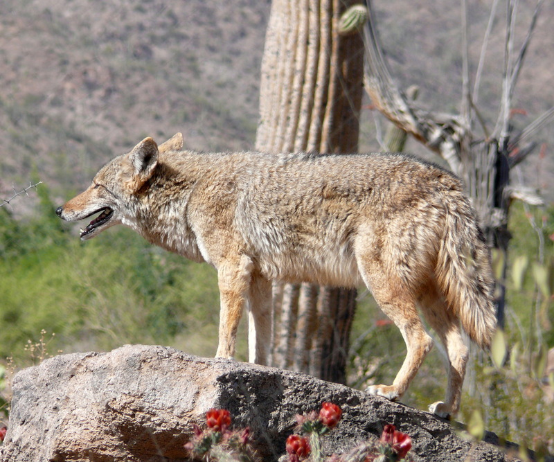 Mearns Coyote (Canis latrans mearnsi) - Wiki; DISPLAY FULL IMAGE.