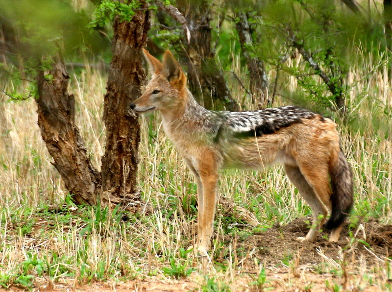 Black-backed Jackal (Canis mesomelas) - Wiki; DISPLAY FULL IMAGE.