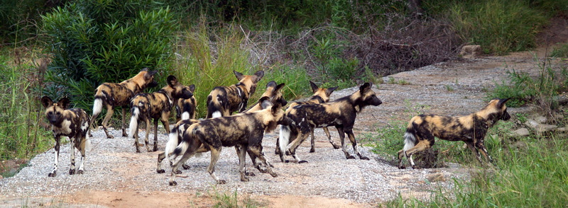 African Wild Dog (Lycaon pictus) - Wiki; DISPLAY FULL IMAGE.