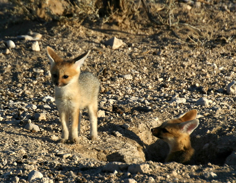 Cape Fox (Vulpes chama) juveniles; DISPLAY FULL IMAGE.