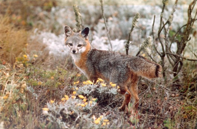 Island Fox (Urocyon littoralis) - Wiki; DISPLAY FULL IMAGE.