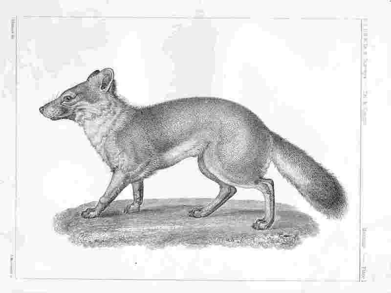 Island Fox (Urocyon littoralis) old drawing; DISPLAY FULL IMAGE.