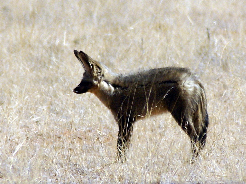 Bat-eared Fox (Otocyon megalotis) - Wiki; DISPLAY FULL IMAGE.