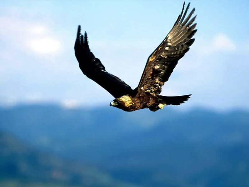 Golden Eagle (Aquila chrysaetos) flying; DISPLAY FULL IMAGE.