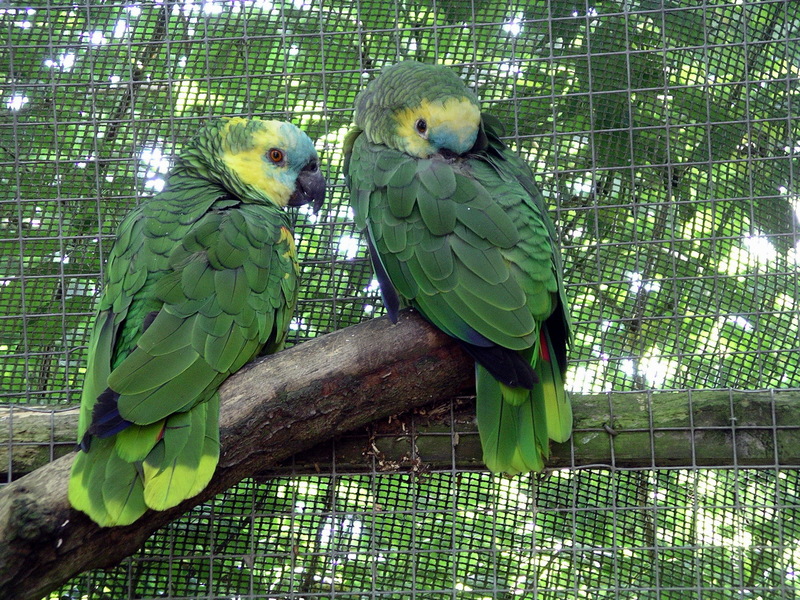 Amazon Parrot (Family: Psittacidae, Genus: Amazona) - Wiki; DISPLAY FULL IMAGE.