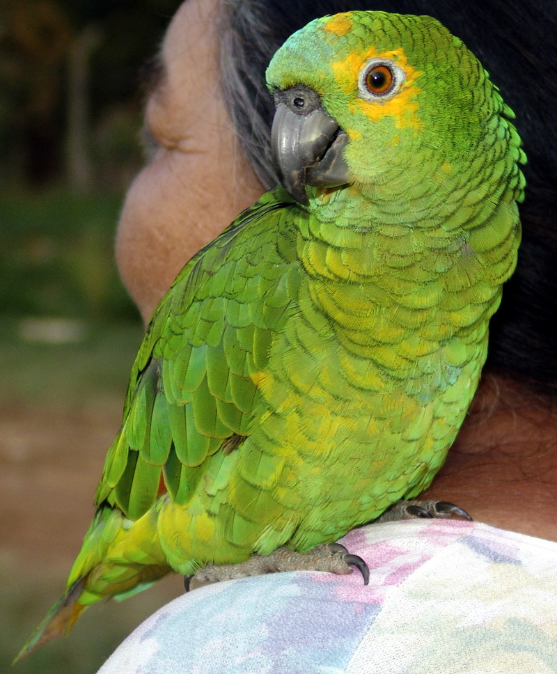 Blue-fronted Amazon (Amazona aestiva) - Wiki; DISPLAY FULL IMAGE.