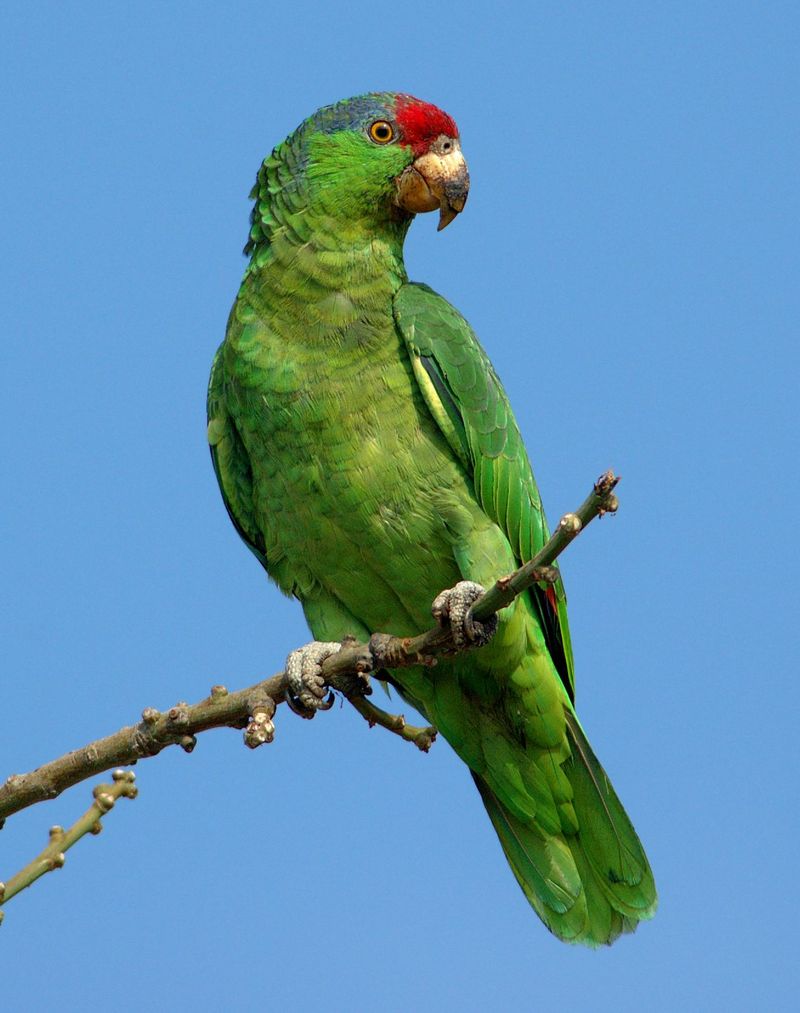 Red-crowned Amazon (Amazona viridigenalis) - Wiki; DISPLAY FULL IMAGE.