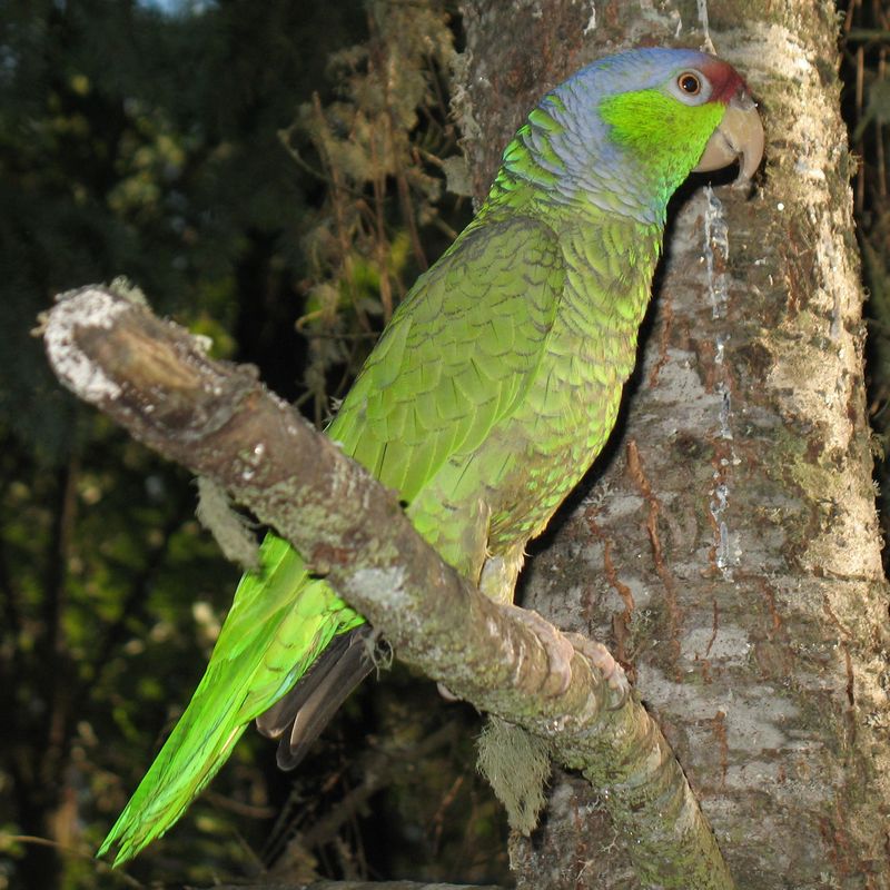 Lilac-crowned Amazon (Amazona finschi) - Wiki; DISPLAY FULL IMAGE.