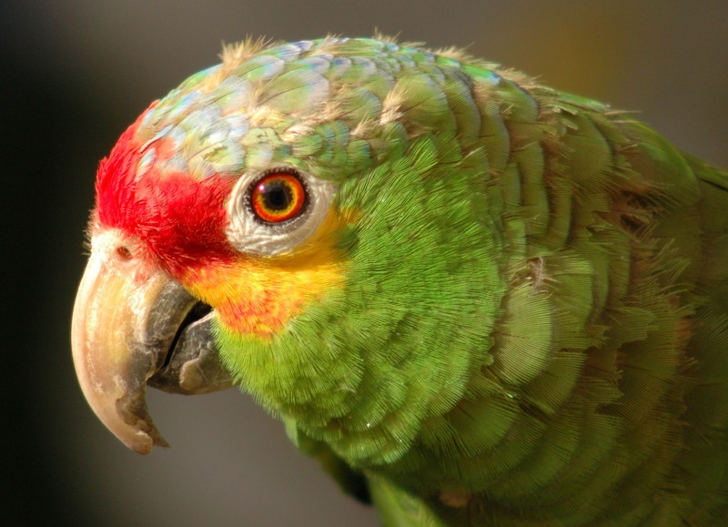 Red-lored Amazon (Amazona autumnalis) - Wiki; DISPLAY FULL IMAGE.