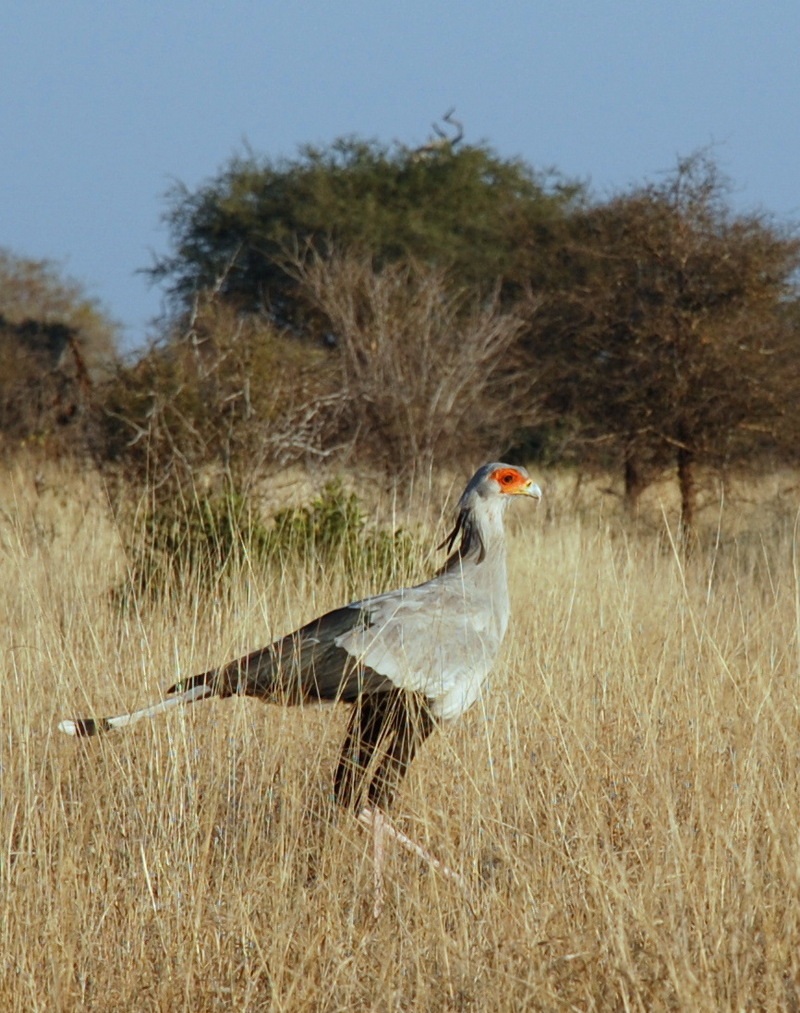 Secretary Bird (Sagittarius serpentarius) - Wiki; DISPLAY FULL IMAGE.