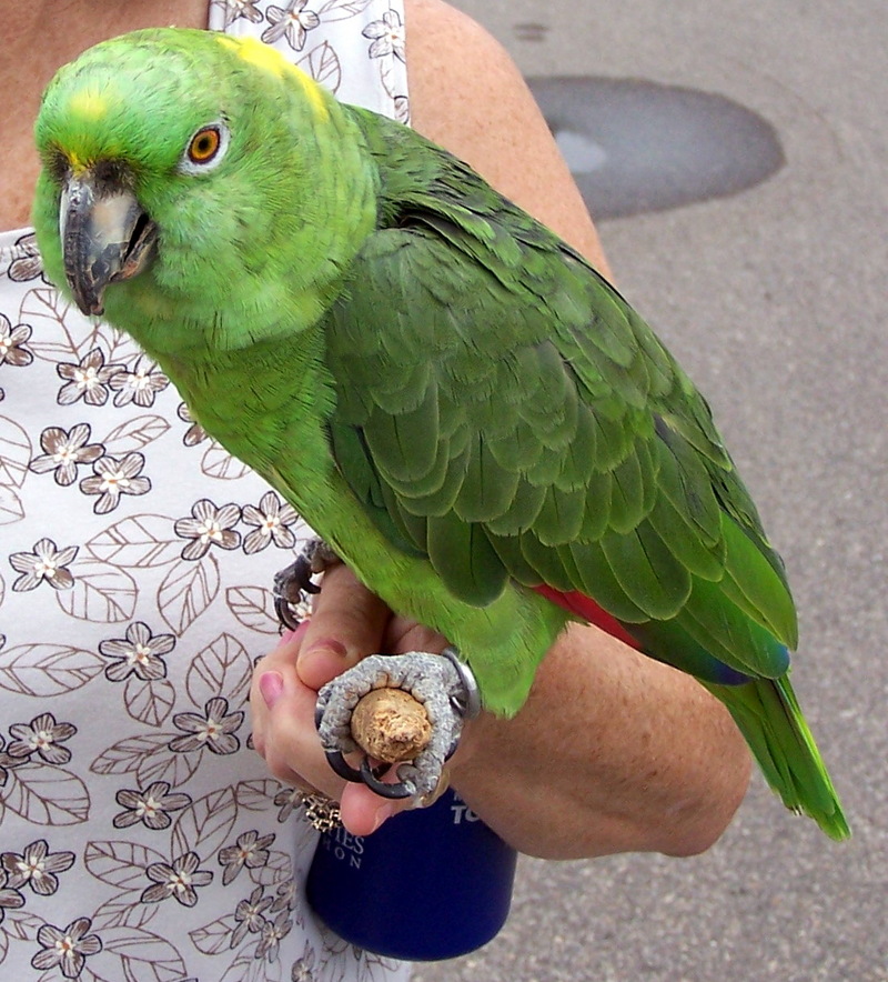 Yellow-naped Amazon (Amazona auropalliata) - Wiki; DISPLAY FULL IMAGE.