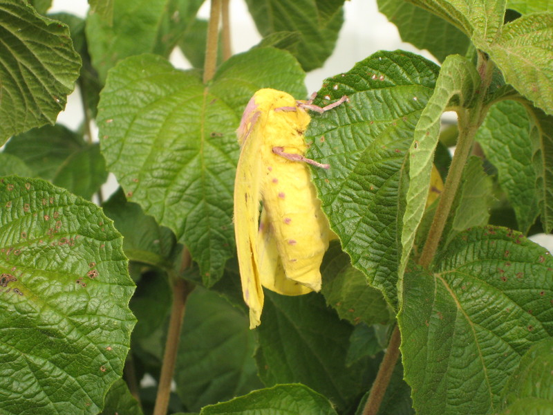 Imperial Moth (Eacles imperialis); DISPLAY FULL IMAGE.