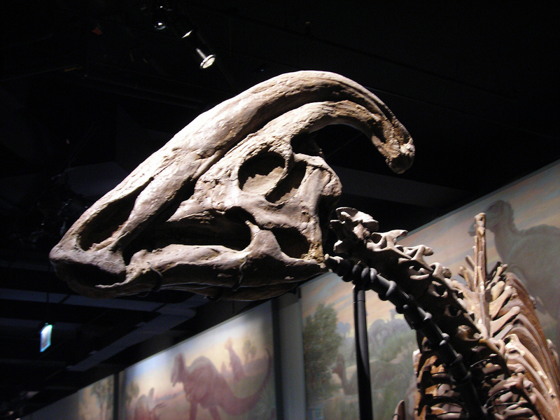 Parasaurolophus cyrtocristatus skull fossil; DISPLAY FULL IMAGE.