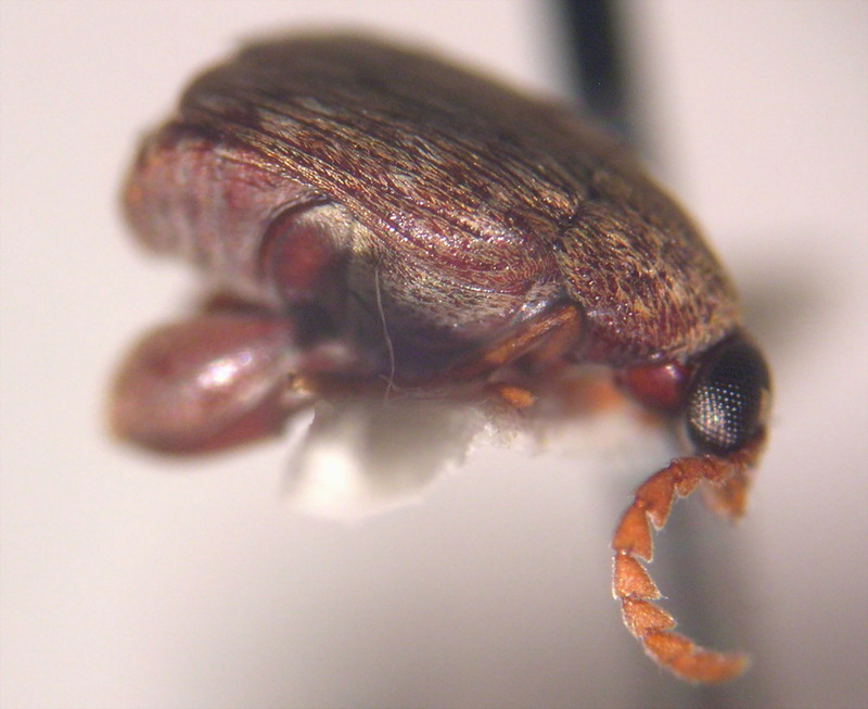Bean Weevil (Family: Chrysomelidae, Subfamily: Bruchinae) - Wiki; DISPLAY FULL IMAGE.