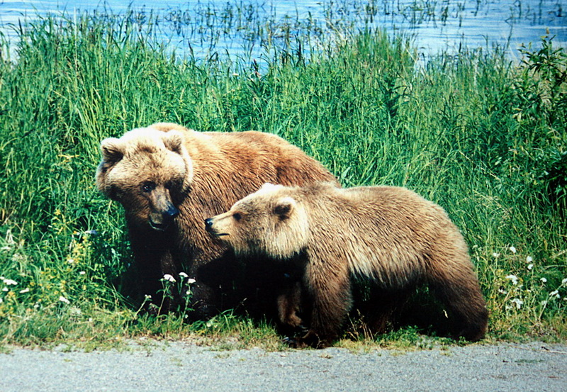 Grizzly Bear (Ursus arctos horribilis) - Wiki; DISPLAY FULL IMAGE.