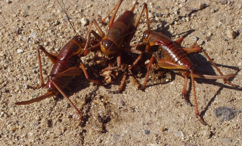 Mormon Crickets (Anabrus simplex) in carnibalism; DISPLAY FULL IMAGE.