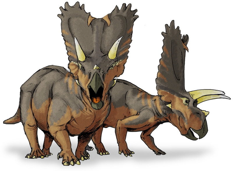Pentaceratops - Wiki; DISPLAY FULL IMAGE.