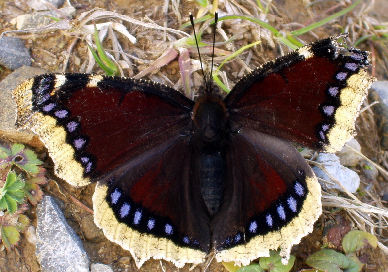 Mourning Cloak (Nymphalis antiopa) - Wiki; DISPLAY FULL IMAGE.