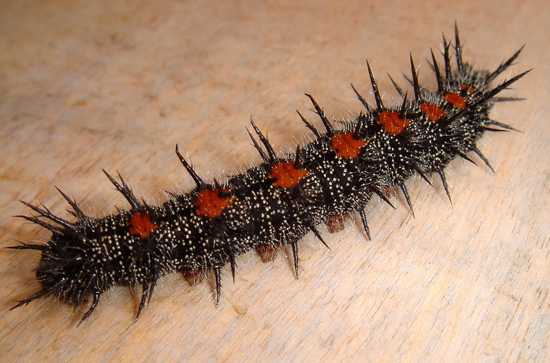 Mourning Cloak (Nymphalis antiopa) - spiny elm caterpillar; DISPLAY FULL IMAGE.