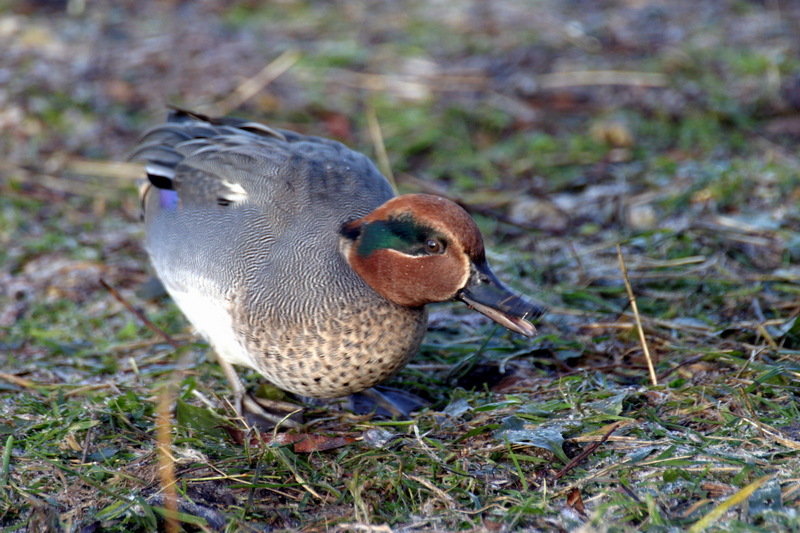 Common Teal (Anas crecca) - Wiki; DISPLAY FULL IMAGE.