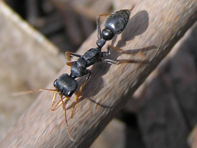 Jack Jumper Ant (Myrmecia pilosula) - Wiki; DISPLAY FULL IMAGE.