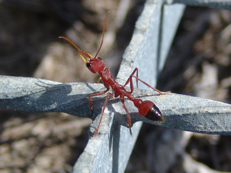 Red Bull Ant (Myrmecia gulosa) - Wiki; DISPLAY FULL IMAGE.