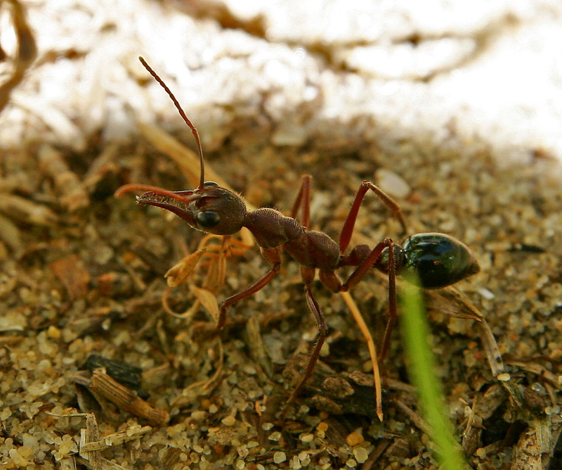 Bulldog Ant (Family: Formicidae, Genus: Myrmecia) - Wiki; DISPLAY FULL IMAGE.