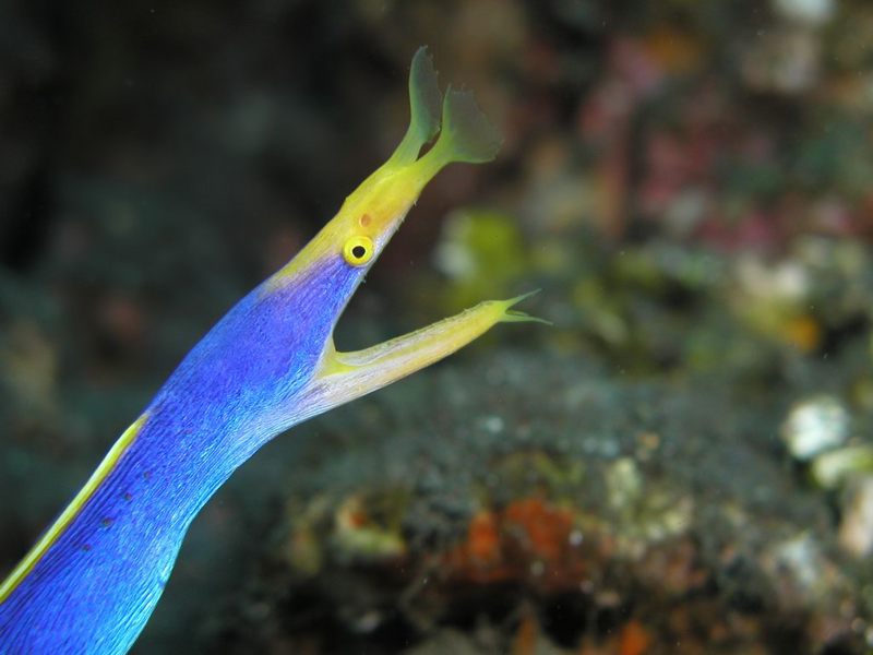 Ribbon Eel (Rhinomuraena quaesita) closeup; DISPLAY FULL IMAGE.