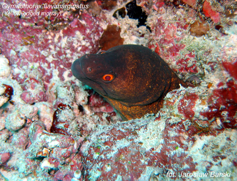 Yellow-edged Moray Eel (Gymnothorax flavimarginatus); DISPLAY FULL IMAGE.