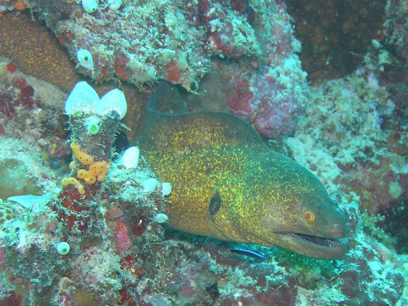 Yellow-edged Moray Eel (Gymnothorax flavimarginatus); DISPLAY FULL IMAGE.