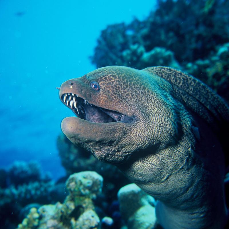 Giant Moray Eel (Gymnothorax javanicus); DISPLAY FULL IMAGE.