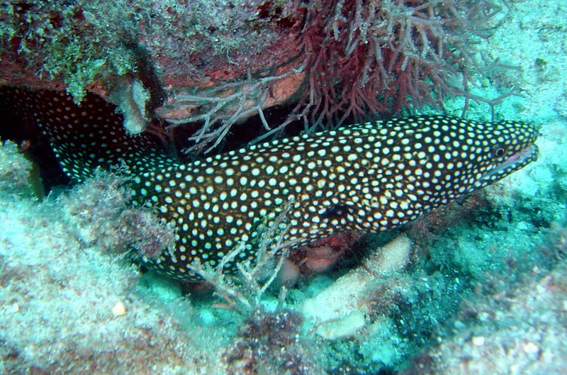 Turkey Moray Eel (Gymnothorax meleagris); DISPLAY FULL IMAGE.