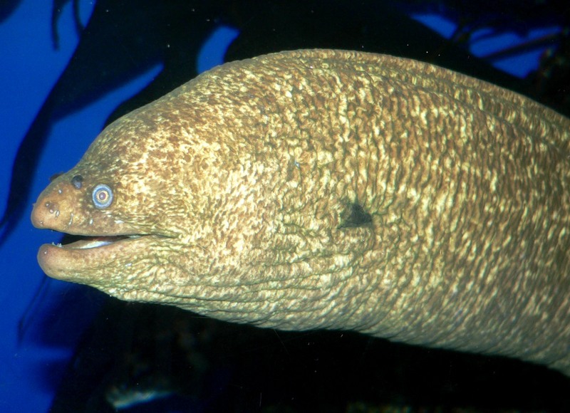 California Moray Eel (Gymnothorax mordax); DISPLAY FULL IMAGE.