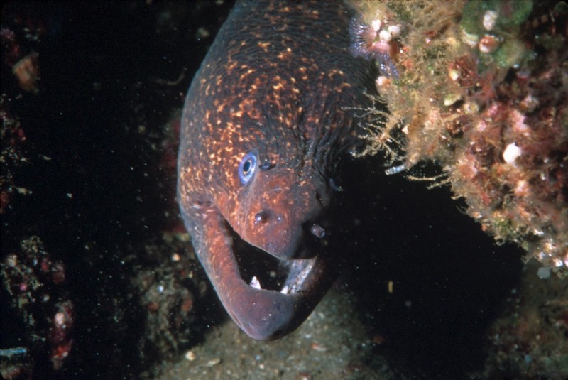 California Moray Eel (Gymnothorax mordax); DISPLAY FULL IMAGE.