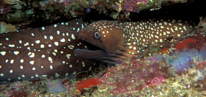 Australian Mottled Moray Eel (Gymnothorax prionodon) - Wiki; DISPLAY FULL IMAGE.