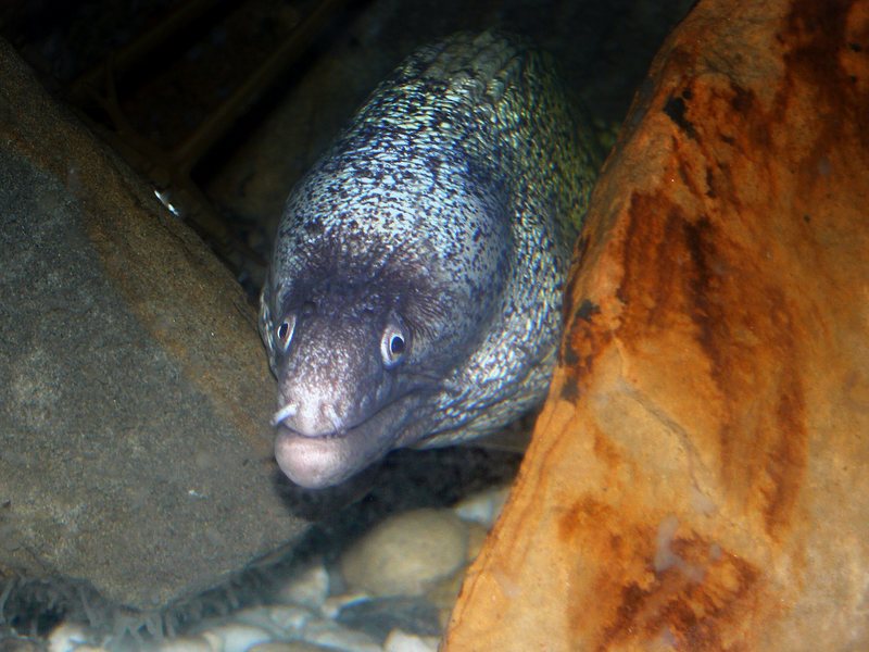 Undulated Moray Eel (Gymnothorax undulatus) - Wiki; DISPLAY FULL IMAGE.
