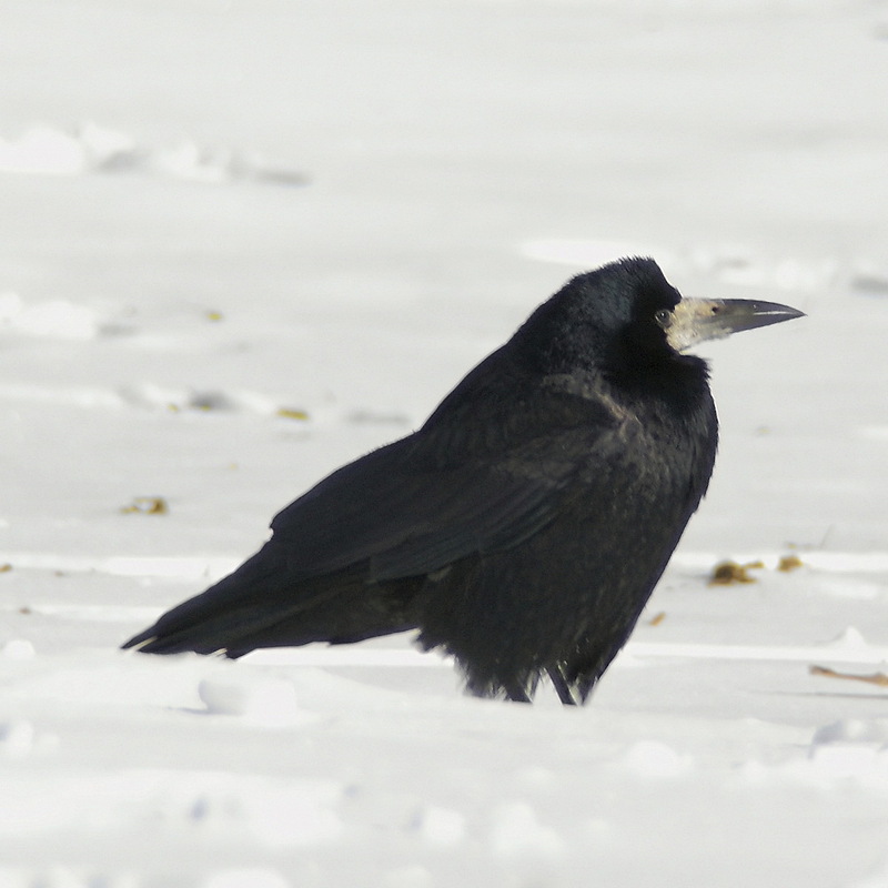 Rook (Corvus frugilegus) - Wiki {!--떼까마귀-->; DISPLAY FULL IMAGE.