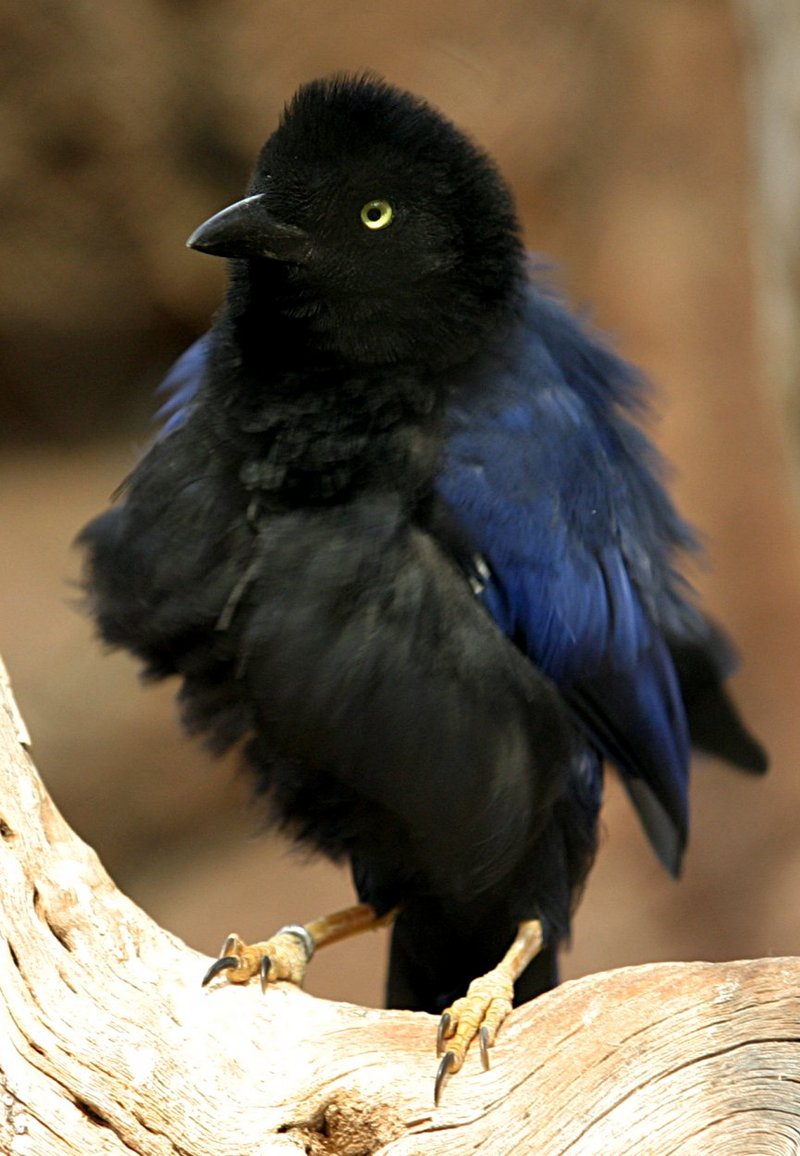 Purplish-backed Jay (Cyanocorax beecheii) - Wiki; DISPLAY FULL IMAGE.