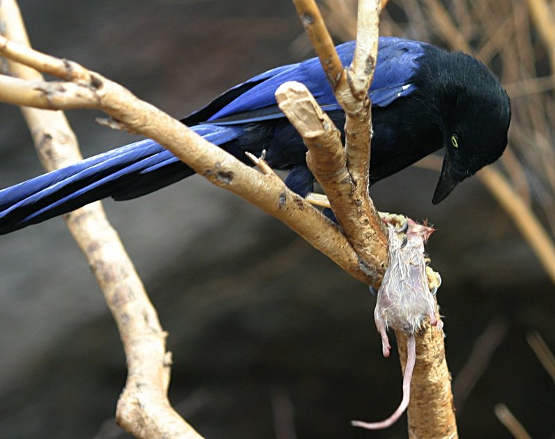 Purplish-backed Jay (Cyanocorax beecheii) eating mouse; DISPLAY FULL IMAGE.