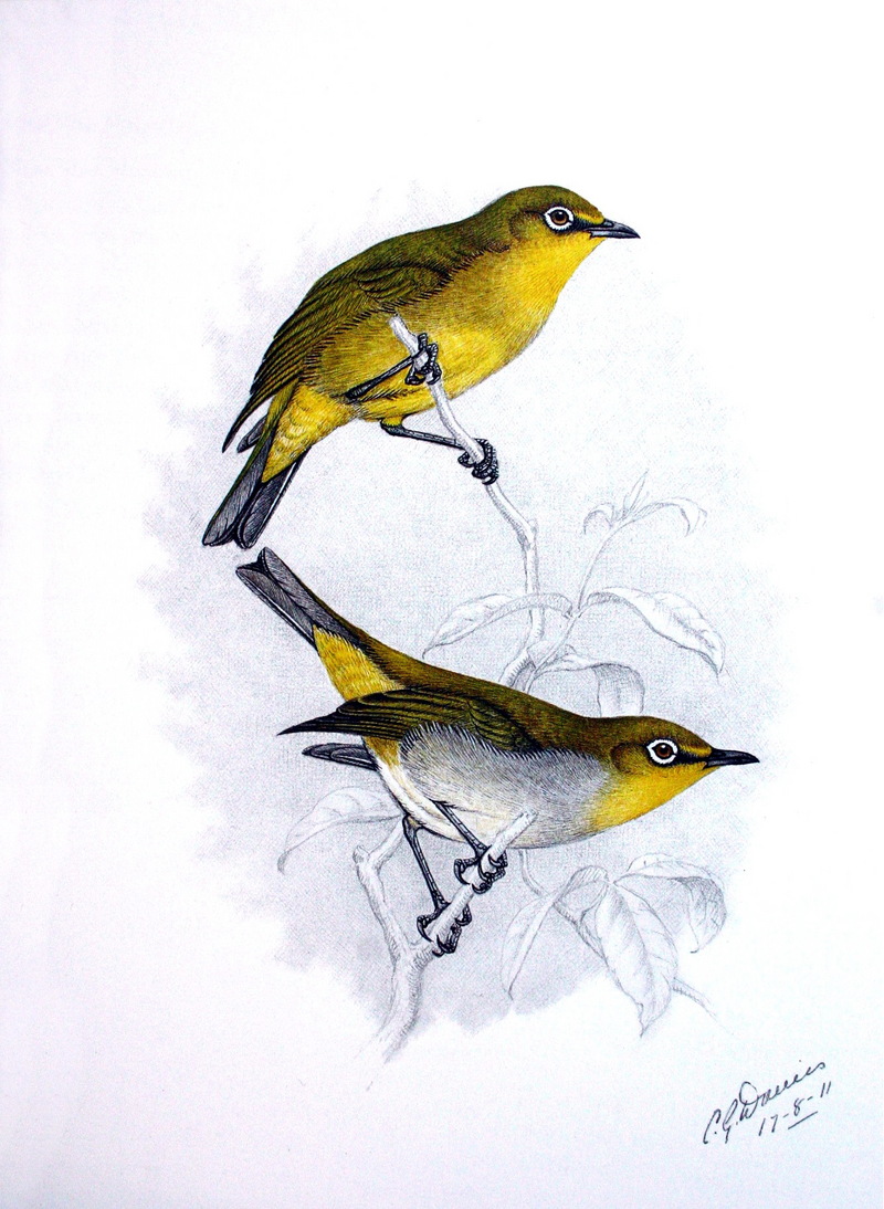 Cape White-eye (Zosterops pallidus) - Wiki; DISPLAY FULL IMAGE.