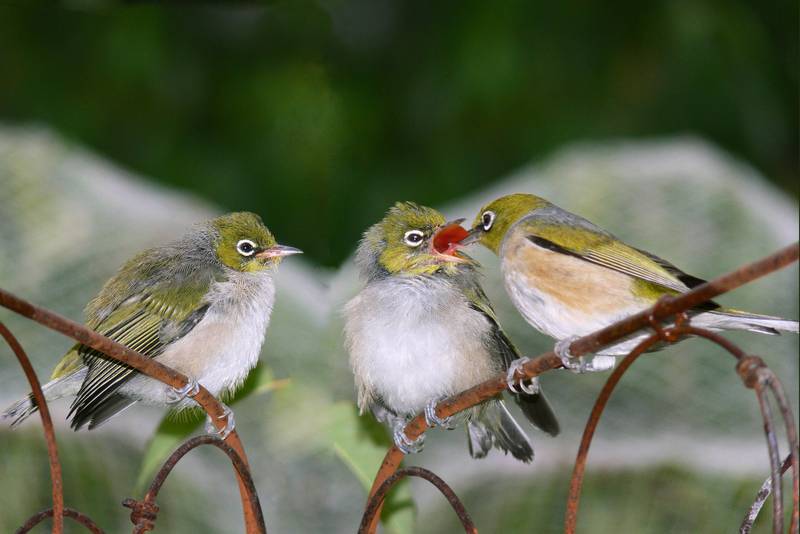 White-eye (Family: Zosteropidae) - Wiki; DISPLAY FULL IMAGE.