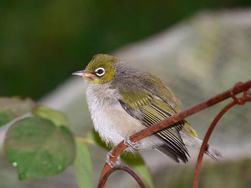 Silvereye (Zosterops lateralis) juvenile; DISPLAY FULL IMAGE.