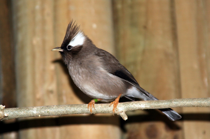 White-collared Yuhina (Yuhina diademata) - Wiki; DISPLAY FULL IMAGE.