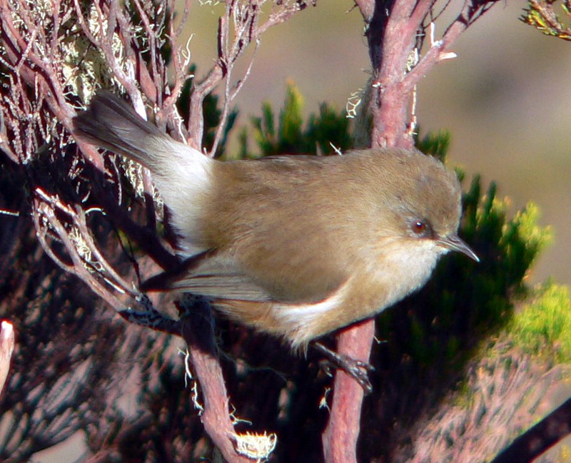 Mascarene White-eye (Zosterops borbonicus) - Wiki; DISPLAY FULL IMAGE.